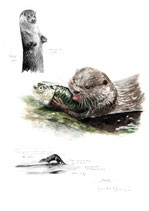 La loutre et le poisson
