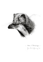 Vison d'amérique