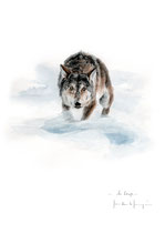 Loup dans la neige