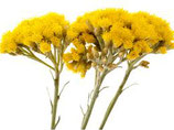 HYDROLAT D'HELICHRYSE ITALIENNE