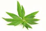 Huile Essentielle DE VERVEINE CITRONNEE