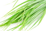 Huile essentielle de CITRONNELLE (Lemongrass)
