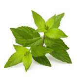 HYDROLAT DE MENTHE POIVREE
