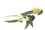Huile Essentielle D'EUCALYPTUS GLOBULUS