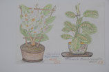A3 handgezeichnetes Bild Buntstift Beschriftung "Zimmerpflanzen Wachsblume Marante" E. Schulz