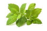 Melissenhydrolat - Melissa officinalis 100ml