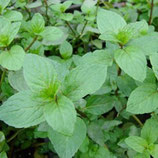Pfefferminzhydrolat - Mentha x piperita L. 100ml