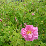 Rose bulgarisch BIO - Rosa x damascena Herrm.