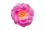 Rosenhydrolat - Rosa damascena 100ml