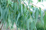 Eucalyptus citriodora 10 ml Bio - Corymbia citriodora (Hook.) K. D. Hill & L. A. S. Johnson