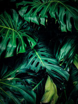 Gras