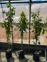 BougainVillea　Tomato Red NB８