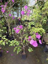 BougainVillea Elizabeth Angusエリザベスアンガス6NB-
