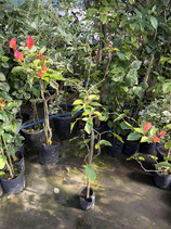 BougainVillea Rainbow　レインボーNB6-1