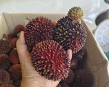 Purasan（プラサン）Borneo Rambutan　発芽苗