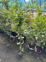 BougainVillea　Tomato Red NB2
