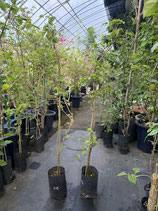 Bougainvillea　Mrs. Butt　　ミセスバットNB