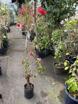 BougainVillea　San Digego Red　サンジェゴレッド