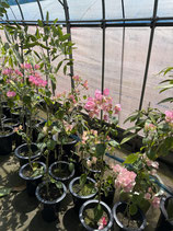 New BougainVillea Pegasus Sukhothai