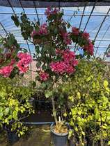 BougainVillea Rainbow　レインボー12