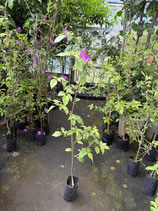 BougainVillea Elizabeth Angusエリザベスアンガス6NB-