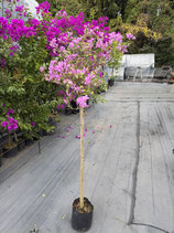 Bougainvillea Glittering Stars Blossom