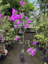 BougainVillea Elizabeth Angusエリザベスアンガス6NB-