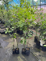 BougainVillea Rainbow　レインボーNB