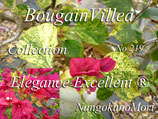 Bougainvillea　Elegance  Excellent   ®