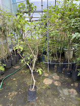 New Bougainvillea　Small Pink　NB