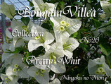 Bougainvillea　Pretty Whit   プリティーホワイト