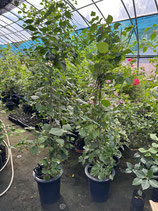 BougainVillea Bangkok Ruby