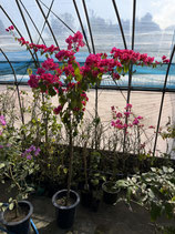 Bougainvillea　Mrs. Butt　　ミセスバット9