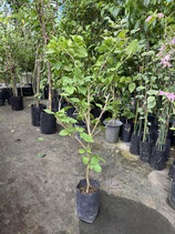Angel Spot　Variegation Leaf　NB6