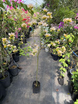 New Bougainvillea　Candle Gold Hert of