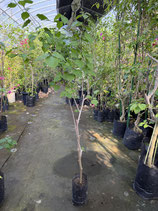 BougainVillea　Tomato Red