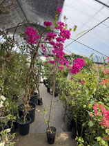 BougainVillea Carolina Pink　カロライナピンク