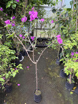 BougainVillea Elizabeth Angusエリザベスアンガス6NB-