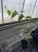 Ceylon pepper セイロンペッパー