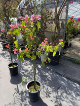 Bougainvillea　 New Thimma 　ティンマ