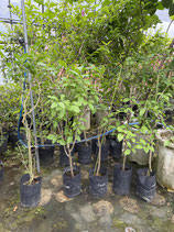 New Bougainvillea　Small Pink　NB