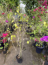 BougainVillea Elizabeth Angusエリザベスアンガス7NB-
