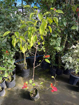 BougainVillea Rainbow　レインボーNB6-5