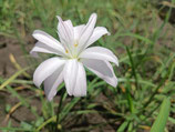 Zephyranthes: Double Flowe：Hiso