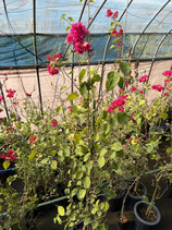 Bougainvillea　Mrs. Butt　　ミセスバット9