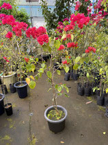 BougainVillea　Tomato Red