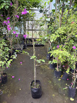 BougainVillea Elizabeth Angusエリザベスアンガス6