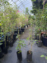 Bougainvillea　Mrs. Butt　　ミセスバットNB