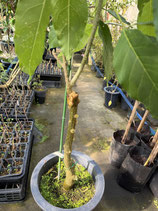 Whitesapote  ホワイトサポテ・マリーブ