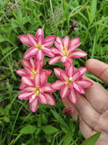 Zephyranthes: Double Flower:Takamine